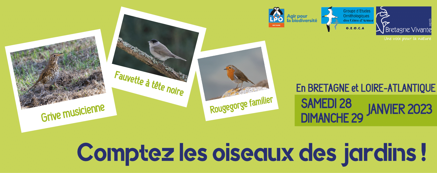 Comptage Oiseaux Des Jardins Bretagne Vivante