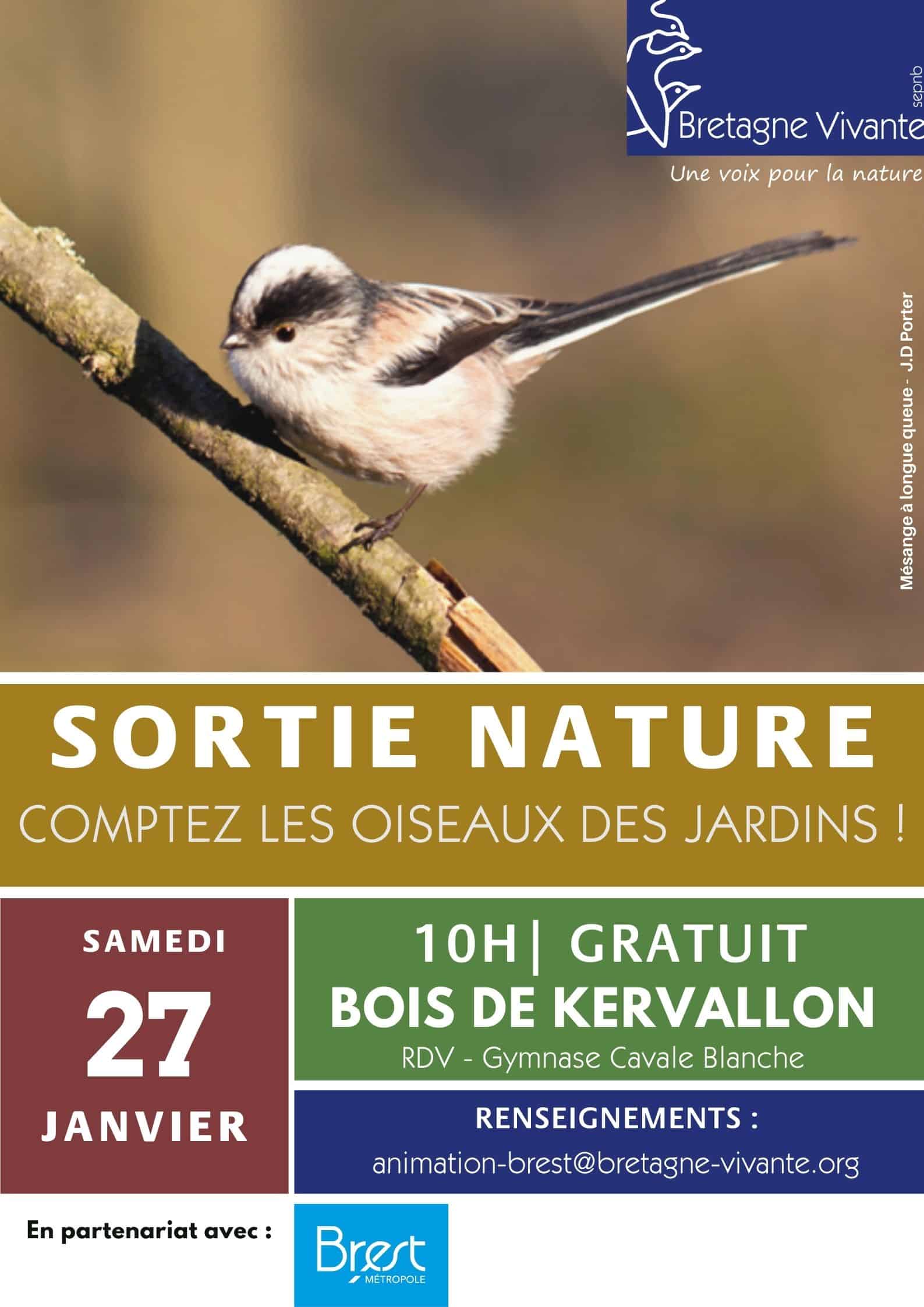Initiation à l'observation des oiseaux des jardins, Saint-Malo (35) -  Bretagne Vivante
