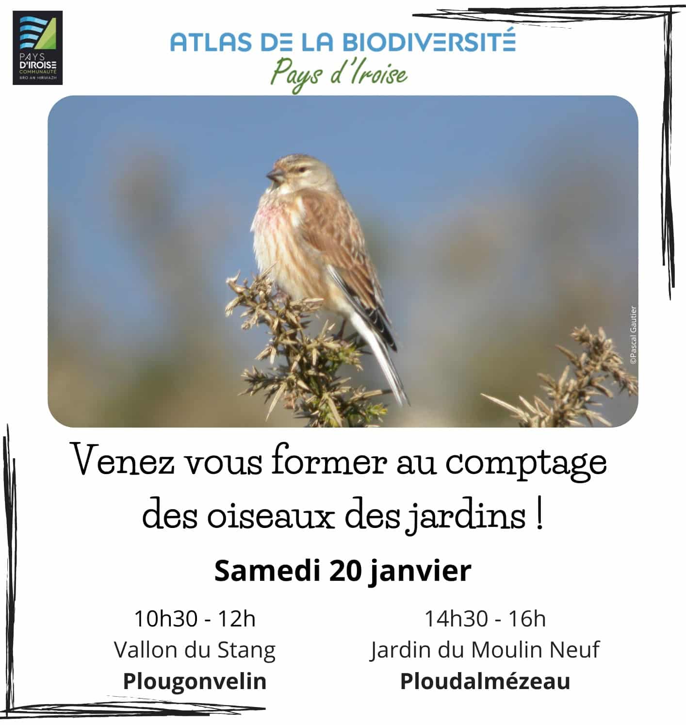 Initiation à l'observation des oiseaux des jardins à Saint-Malo avec  Bretagne Vivante