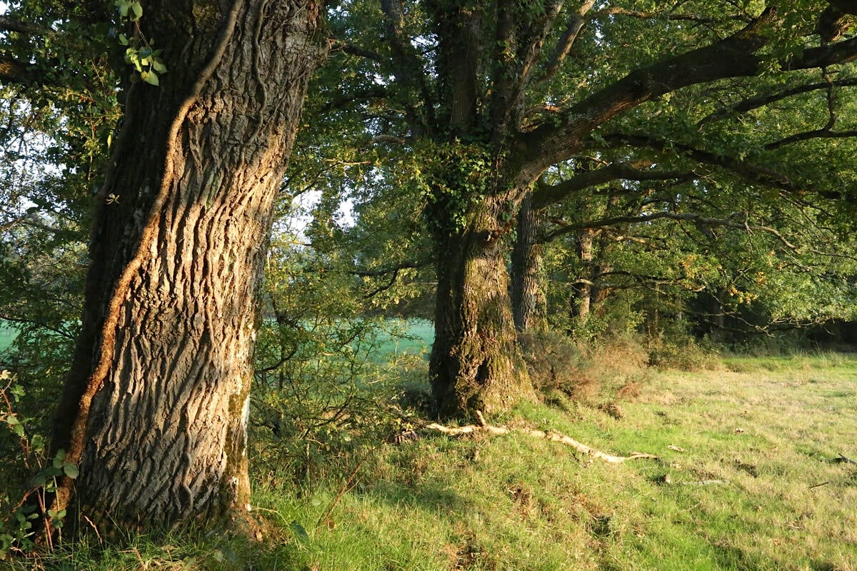 Illustration de la sortie/animation de Gilles Couëron sur la transformation des paysages de nos campagnes depuis le Moyen Âge jusqu'à nos jours.