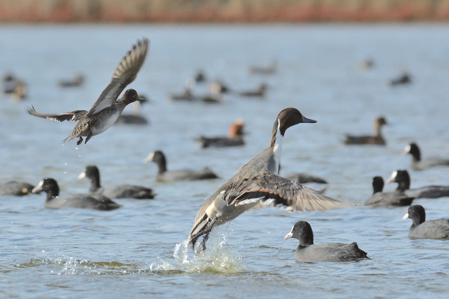 envol de Canards pilet