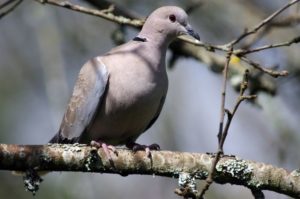 Streptopelia decaocto