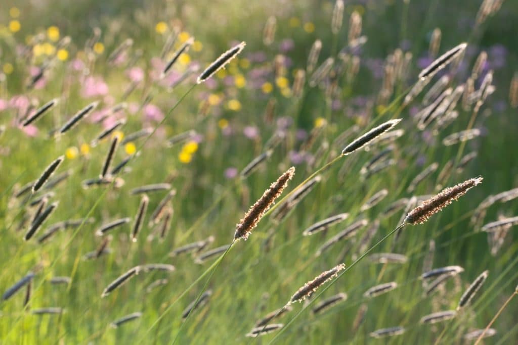 Cette prairie humide du haut Brivet ne serait toujours pas inventoriée…